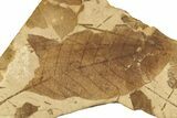 Fossil Plant (Fagus) Leaf - McAbee, BC #276337-1